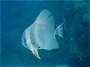 Longfin Bat Fish, Platax teira