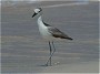 Crab Plover, Dromas ardeola