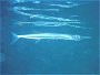 Crocodile needlefish, Tylosurus crocodilus
