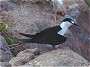 Sooty Tern, Sterna fuscata