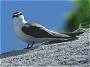 Bridled Tern, Sterna anaethetus
