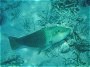 Napoleon Fish, Cheilinus undulatus