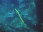 Trumpet Fish, Aulustomes chinensis