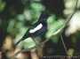 Seychelles Magpie Robin, Copsychus sechellarum