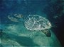 Green Sea Turtle, Chelonia mydas
