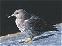 Purple Sandpiper, Calidris maritima