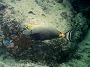 Orangespine unicornfish, Naso lituratus