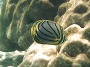 Meyers Butterflyfish, Chaetodon meyeri
