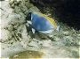 Powder-blue Surgeon Fish, Acanthurus leucosternon