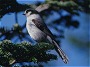 Gray Jay, Perisoreus canadensis
