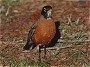 American Robin, Turdus migratorius