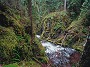Hoh National rainforest, Washington