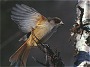 Siberian Jay, Perisoreus infaustus