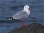 Redbilled Gull, Larus novaehollandiae scopulinus