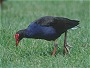Pukeko, Porphyroi porphyrio melanotus