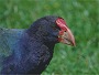 Takahe, Porphyrio mantelli hochstetteri