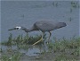 Whitefaced Heron, Ardea novaehollandiae