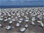 Australasian Gannet, Morus serrator, Cape Kidnappers, New Zealand