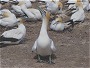 Australasian Gannet, Morus serrator, Cape Kidnappers, New Zealand
