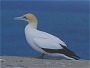 Australasian Gannet, Morus serrator, Cape Kidnappers, New Zealand