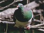 New Zealand Pigeon, Hemiphaga novaeseelandiae