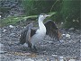 Pied Cormorant, Phalacrocorax varius
