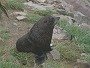 New Zealand Fur Seal