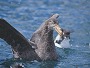 Southern Giant Petrel, Macronectes giganteus.
