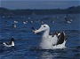 Wandering Albatross, Diomedea exulans