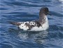 Cape Petrel, Daption capense, New Zealand