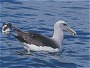 Shy Albatross, Diomedea cauta