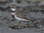 Banded Plover, Charadrius bicinctus