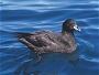 Westland Petrel, Procellaria westlandica, Kaikoura New Zealand
