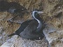 Spotted Shag, Phalacrocorax punctatus