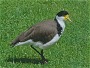 Masked Plover, Vanellus miles