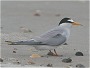 Least Tern, Sterna antillarum