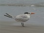 Royal tern, Sterna maxima