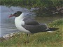 Laughing Gull, Larus atrillica