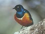 Superb Starling, Lamprotornis superbus