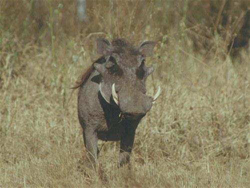 Warthog, Phacochoerus aethiopicus