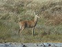 Bohor Reedbuck, Redunca redunca