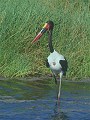 Saddlebilled Stork, Ephipiorhynchus, senegalensis