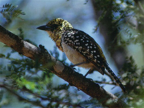 Usambiro Barbet, Trachyphonus usambiro