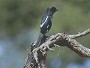 Magpie Shrike, Urolestes melanoleucus