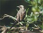 Ashy Starling,Cosmopsarus unicolor