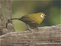 Montane White eye,Zosterops poliogaster