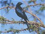 Ruppell's Longtailed Starling, Lamprotornis purpuropterus