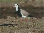 Longtoed Plover, Vanellus crassirostris