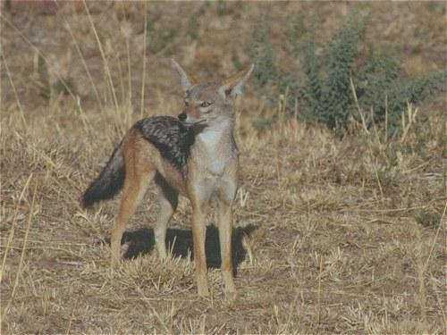 Black backed Jackall, Canis mesomelas