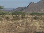 Gerenuc in Samburu
